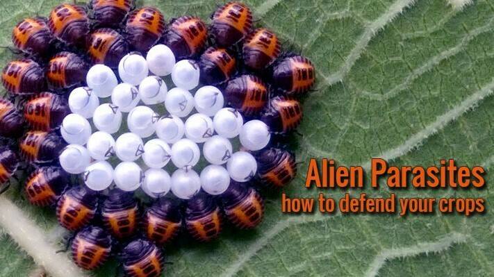 Forigo alien-parasites-1 (2)|Forigo alien-parasites-Carcinus-aestuarii|Forigo 3 alien-parasites-olive-tree|Forigo 4 alien-parasites-red-palm-weevil|Forigo 5 alien-parasites-Diabrotica-viginifera|Forigo 6 alien-parasites-Metcalfa-pruinosa|Forigo 7 alien-pa